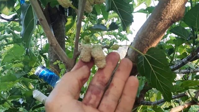 Шелковица ,сорт Белый хамелеон. 06. 07. 2022 смотреть онлайн