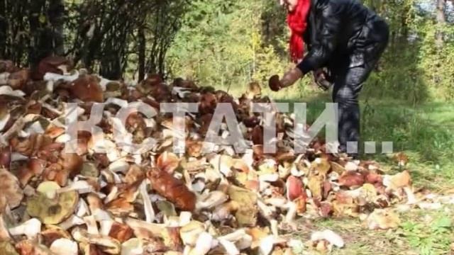 Целый грузовик белых грибов выбросили на дороге в Семенове смотреть онлайн