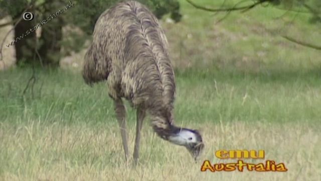 Emu, Australia's tallest bird ... смотреть онлайн