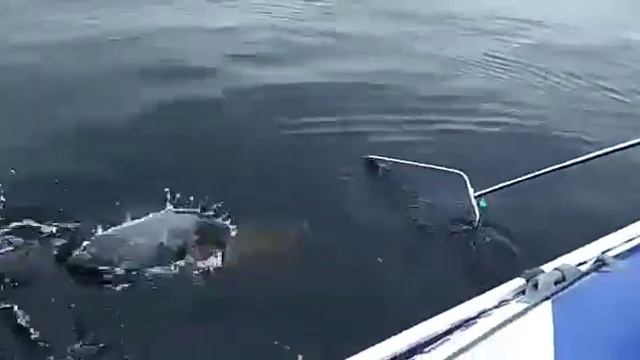 Щука 12 кг. Берём измором или торопиться не надо. смотреть онлайн