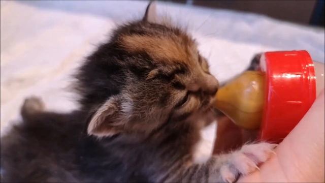 Чем пахнут кошачьи Ангелы? смотреть онлайн