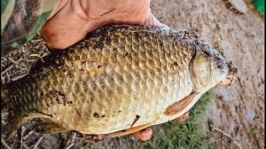 Наживки и насадки на карася весной — на что клюет лучше.