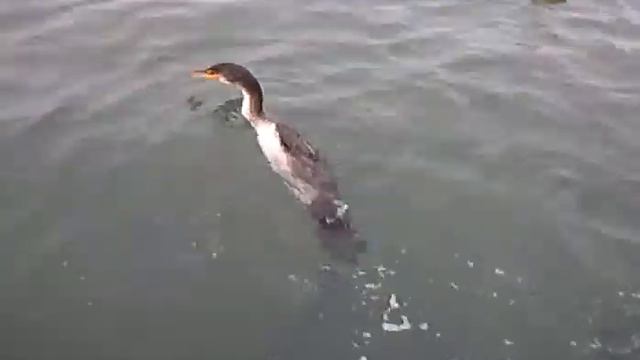 Птица-дура.