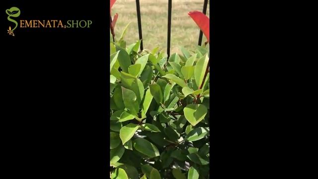 How to cut Photinia fraseri red robin (pruning) with vineyard scissors Top secret way смотреть онлайн