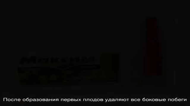 Относительно новый, но успевший полюбиться дачникам сорт баклажанов «Алмаз»