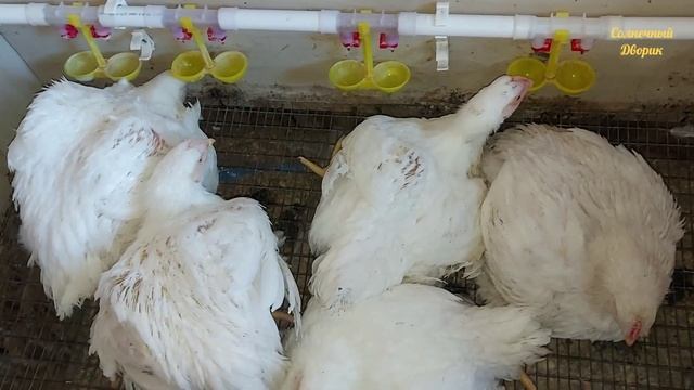 Зима. Бройлерам 45 дней.Вид, вес, тушка. Как удобно забивать бройлеров. смотреть онлайн