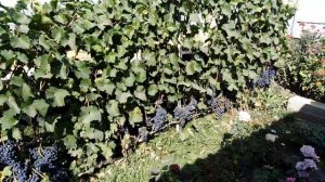 Виноград Молдова.