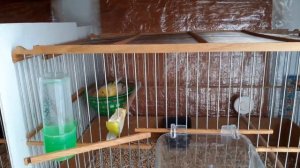 Разведение канареек. Кладка яиц и их насиживание.