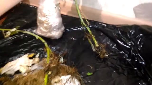 Посылка с Ежевикой и Малиной саженцы более трех метров должны достигать в высоту смотреть онлайн