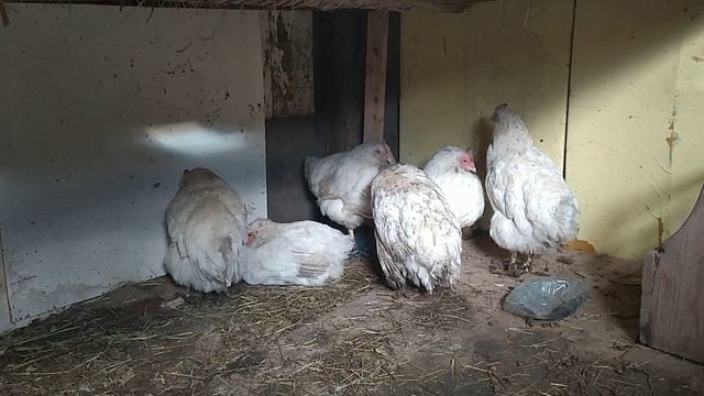 КОКЦИДИОЗ У КУР!!! МЕТОДЫ ЛЕЧЕНИЯ! СТРОЮ НОВЫЙ ЗАГОН ДЛЯ УТОК!