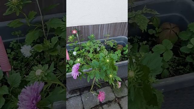 Настины цветочки и не только. Настюш, будешь на Тахочке в школу ездить или на Тойете со мной? смотреть онлайн