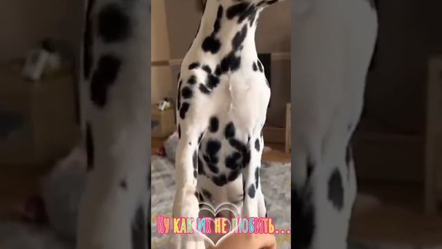 Приколы. смотреть онлайн