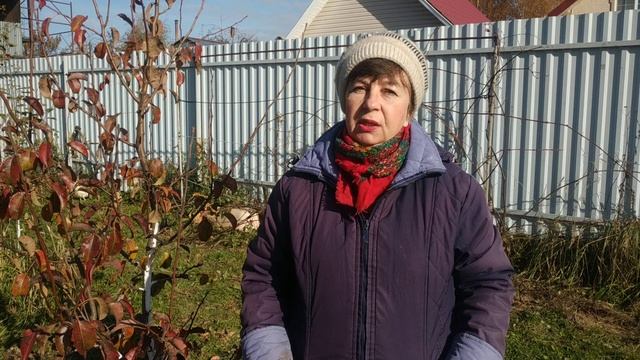 Секреты выращивания крупного чеснока.( Почва,предшественники,сроки и схема посадки,полив). смотреть онлайн