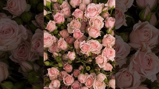 ПОЧЕМУ МЕЛЬЧАЮТ БУТОНЫ РОЗ? смотреть онлайн