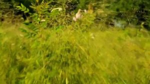 Гузель Диникеева. Исэ жиллэр.Зифа Нагаева сузл.,муз.