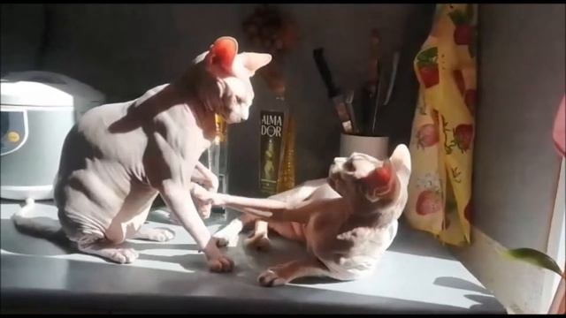 Отношения через игры. Сфинксы дома. смотреть онлайн
