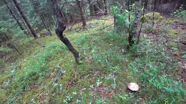 Сделал водосток на сарай.Первые грибы. смотреть онлайн