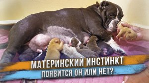 Собака знакомится со своими щенками! Появится или нет материнский инстинкт?