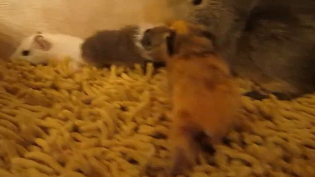 морские свинки метисы