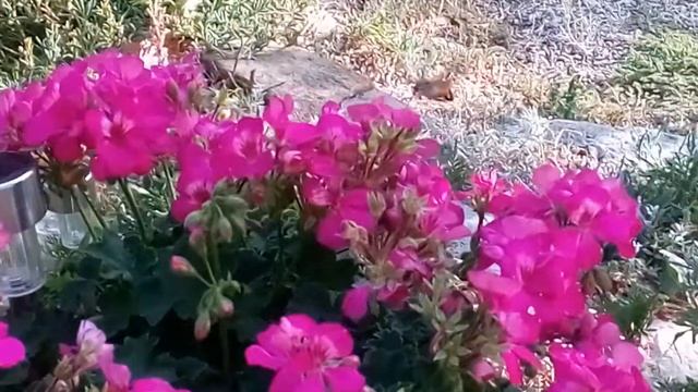 Hrvatska- Хорватия-природа- а она как колибри :) смотреть онлайн