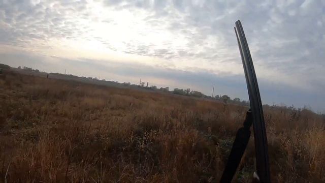 ОХОТА на ФАЗАНА 2021!!! Выход 4. Коллективная охота. смотреть онлайн