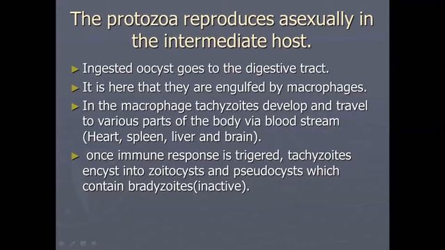 Toxoplasma gondii mp4 смотреть онлайн