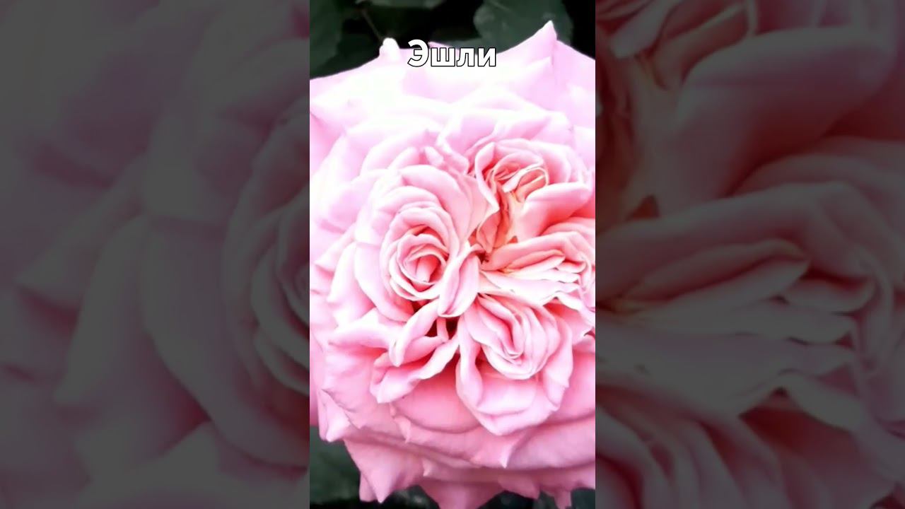 Эшли смотреть онлайн