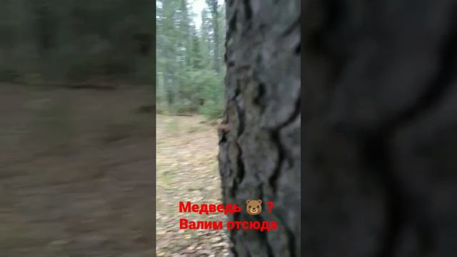 медведь в сумеречном лесу смотреть онлайн