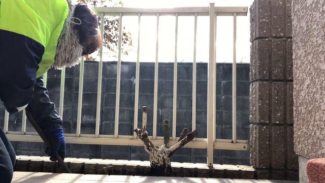 つるバラの移植　レイニーブルー　Vine rose transplant Rainy blue смотреть онлайн