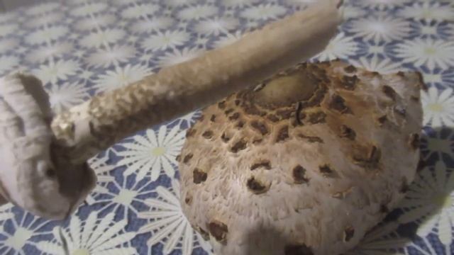 Как отличить гриб зонтик от бледной поганки смотреть онлайн