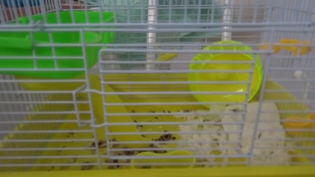 НАБЛЮДЕНИЕ ЗА ДОМАШНИМ ХОМЯКОМ - ЧАСТЬ 1