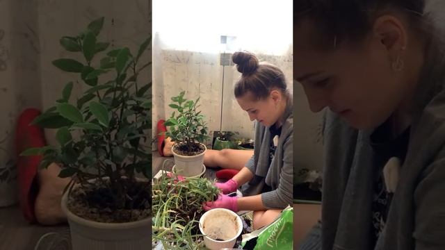 ПЕРЕСАДКА ЦВЕТОВ смотреть онлайн