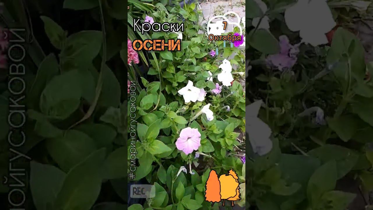 ОСЕНЬ золотая, красота то какая! Виноград, Очиток, Петунья, Бархатцы, Гортензия 7 октября смотреть онлайн