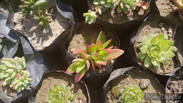 बहुत सुंदर दिखने वाले succulents मात्र 50 rupees में/Kamlesh nursery смотреть онлайн