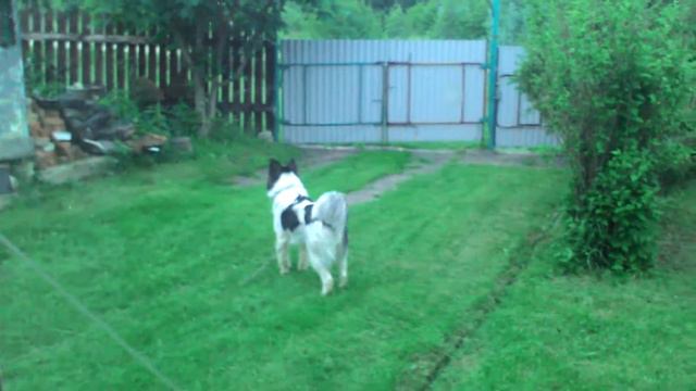 Собачка лает на кота но вдруг ей принесли еды. смотреть онлайн