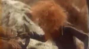 боцман и попугай 5