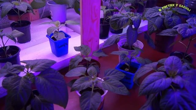 ОБЗОР РАССАДЫ ПЕРЦЫ БАКЛАЖАНЫ МОИ СОВЕТЫ, смотреть онлайн