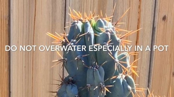 Cereus Peruvianus Monstrous Cactus