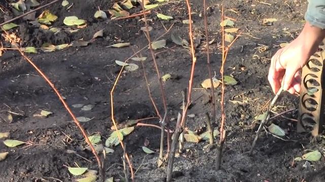 @Начинающему виноградарю, саженцы винограда смотреть онлайн