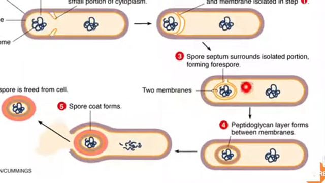 Bacterial Spore formation proces смотреть онлайн