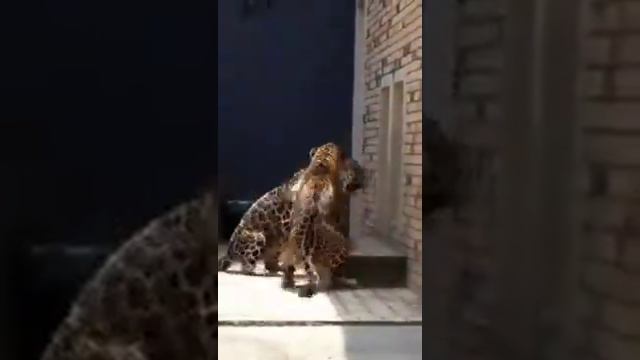 Схватка ягуаров смотреть онлайн