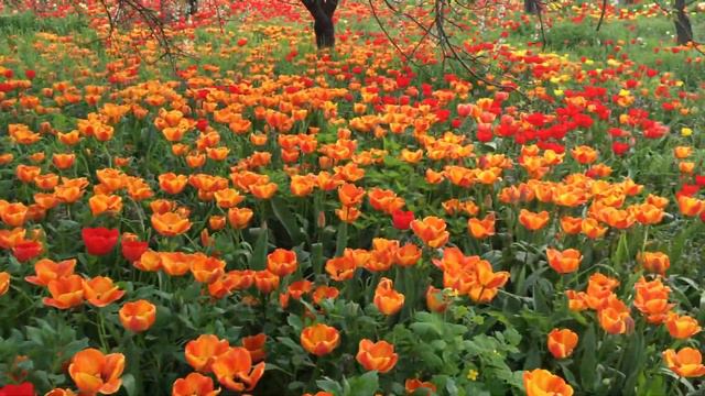 Тюльпаны в Варениковской! Столько я никогда не видела! смотреть онлайн
