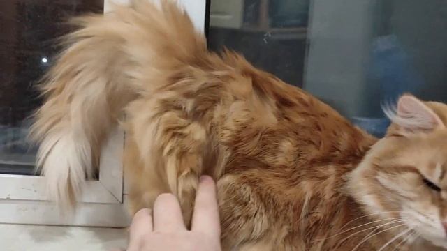 Kasper Foresthunter - 2 смотреть онлайн