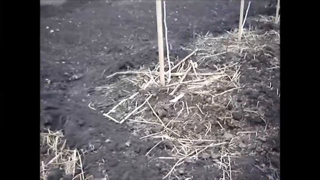 Посадка осени 2016 года. Ноябрь 2016