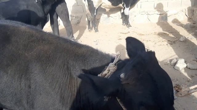 09.10.2022 SURXONDARYO MUZRABOT PETIR BOZORIDA MOL NARXLARI KATTA KICHIK BUZOVCHALAR BOKMA BUKALAR смотреть онлайн