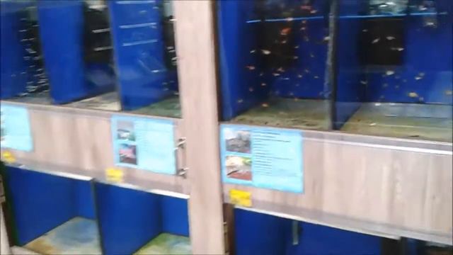 Где близко посмотреть на рыбок в Киеве / Спайдер Ярик / Free Aquarium Kiev / Spider Yarik