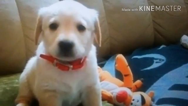 СКАЗКИ НА НОЧЬ - Томка