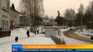 ЖЕСТЬ, ВОЛКИ \ НАПАДЕНИЕ ВОЛКОВ НА СОБАК \ ОПАСНО...ОНИ УЖЕ НА УЛИЦАХ РЯДОМ С НАМИ \ ВНИМАНИЕ 21 +