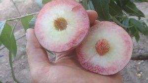 Персик Манон. Peach Manon. Беломясый, сладкий сорт. Обзор от Макси Сад