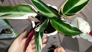 Строманта. Уход в домашних условиях. Неприхотливый сад